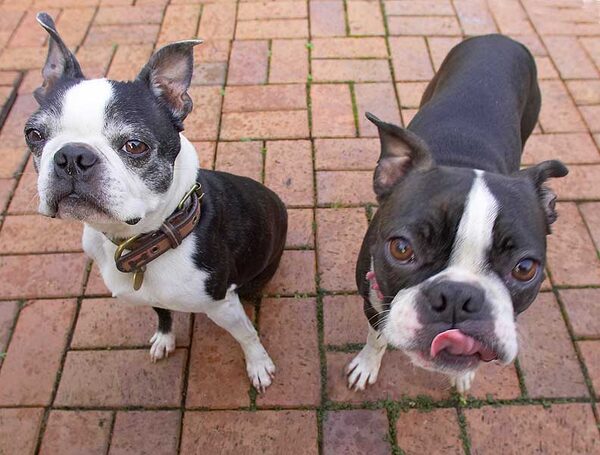 Mugsy & Cavi
