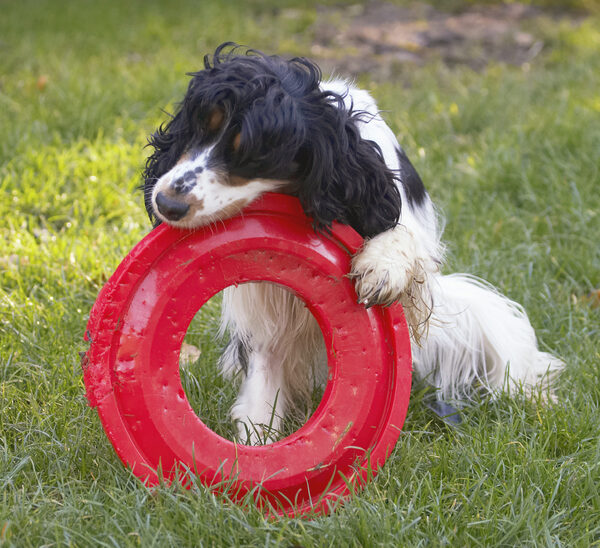 When all else fails, resort to chewing