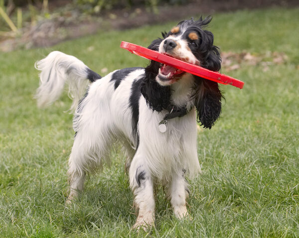 I'll stop for a chew