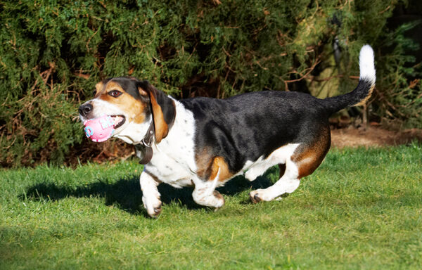......... the ball