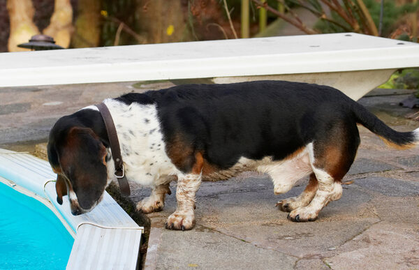 My, this is a big water bowl