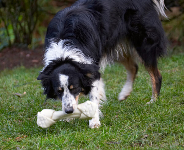 Oh,goody, it's a bone