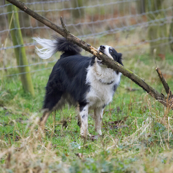 Ha, no stick is too big for me