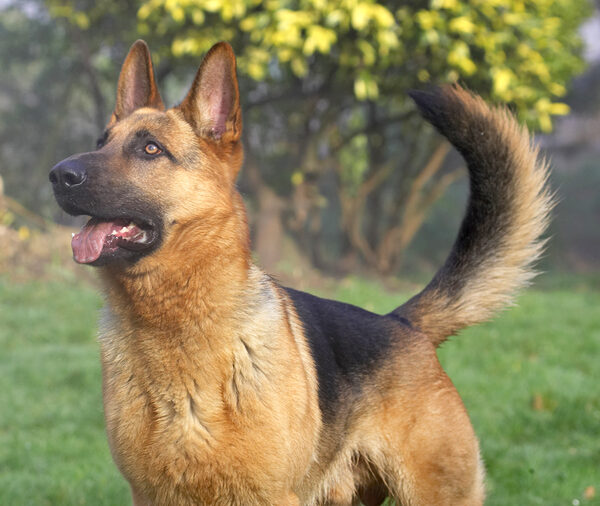 Can I have it,  please, please, please