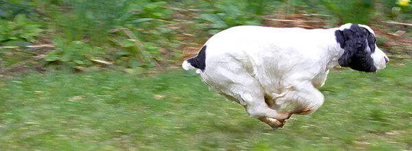 Hey look, I'm a race horse