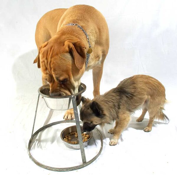 Brutus and Pee Pee Having Their Dinner