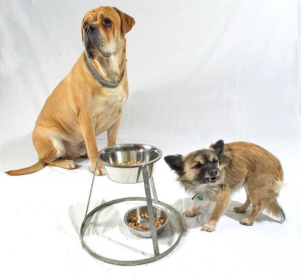 Brutus and Pee Pee
