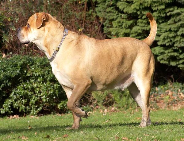 Brutus