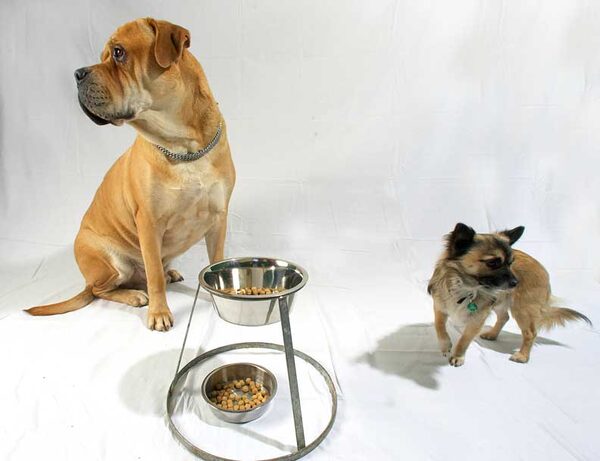 Brutus and Pee Pee Going in Two Different Directions