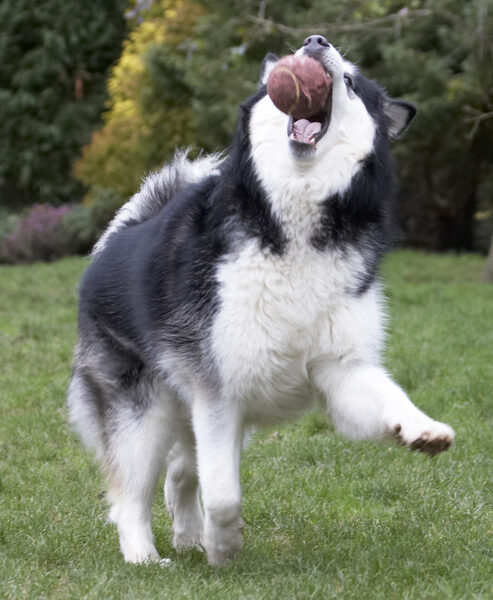 ..... for some more ball playing