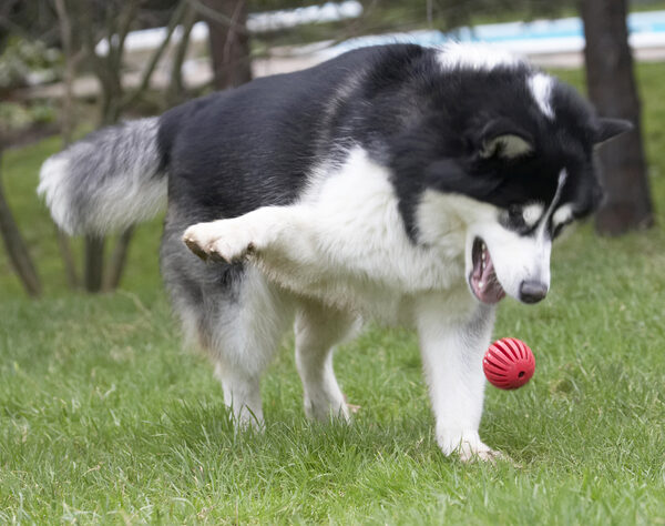 Hey, look I can do two things at once; dance and play ball
