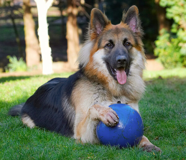 Dog photo