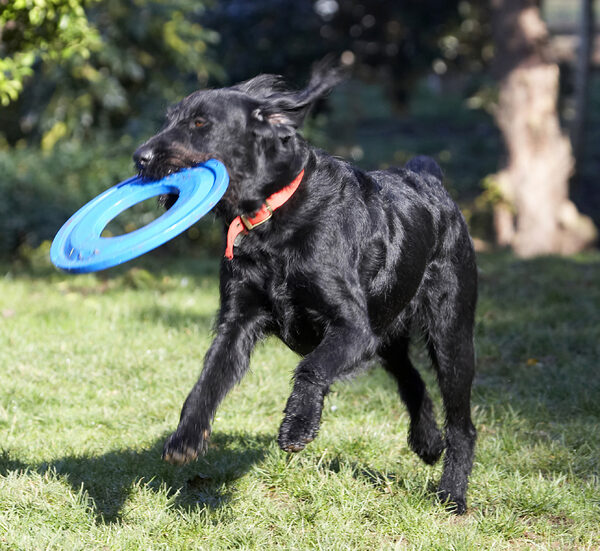 I've got the frisbee
