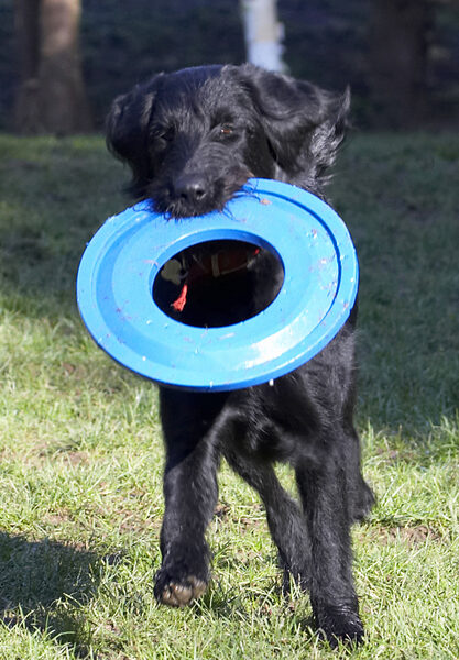 Yeah, I'm still playing with the frisbee
