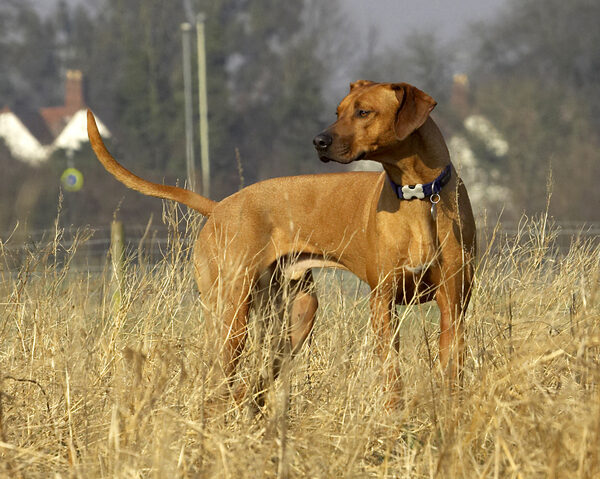 Jus' surveying my territory