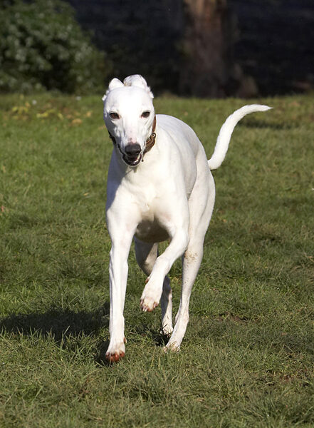 Born to run