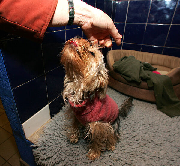 Layla Having A Liver Snack