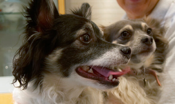 Yeah, we're lap dogs really
