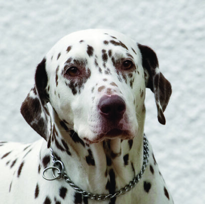 Good job I've got these spots or you wouldn't be able to see me