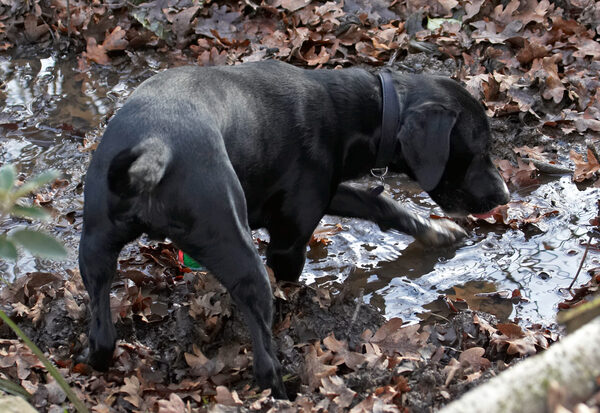 Oh, goodie, muddy water