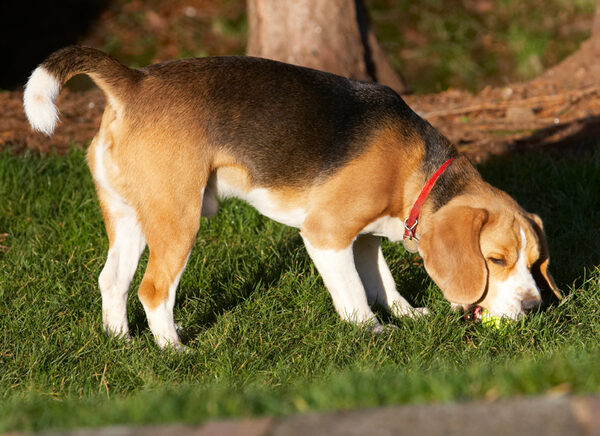 Oh goody, a ball