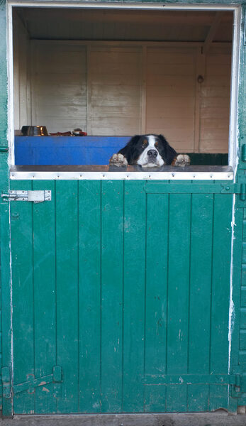Digby Watching the Activities