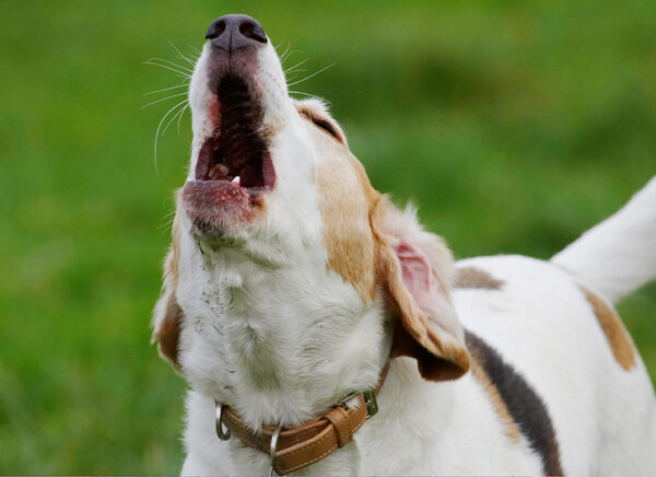 ......... throw NOW