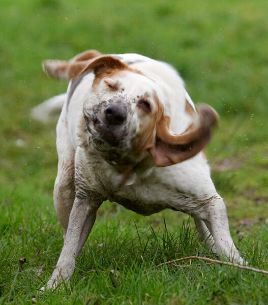 ........ shake