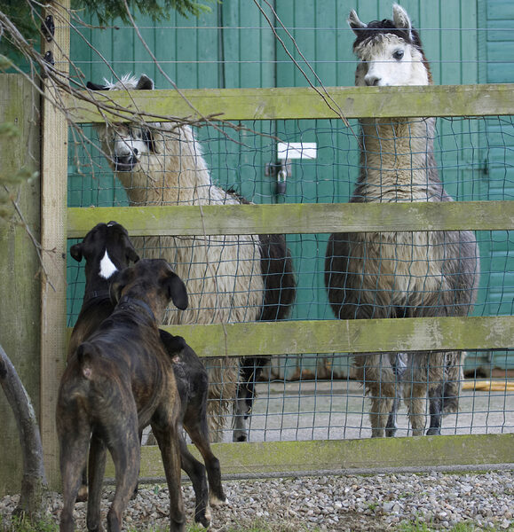 Boy, those are big dogs