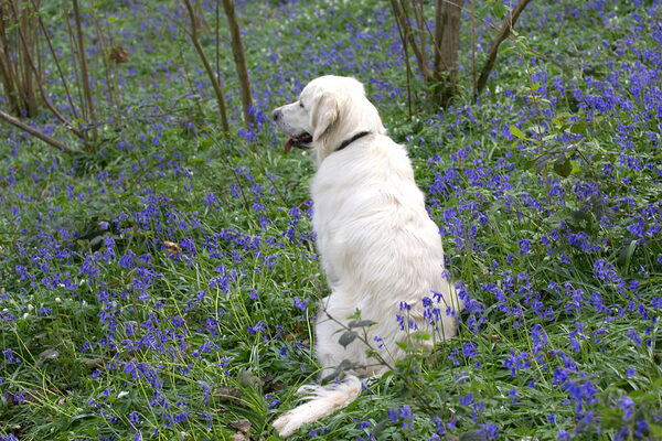 Quiet contemplation