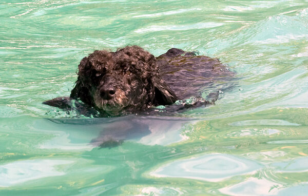 Look, I'm as sleek as a seal
