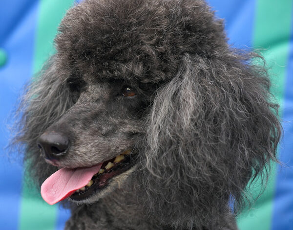 Hey, Mom, check out my new hair cut