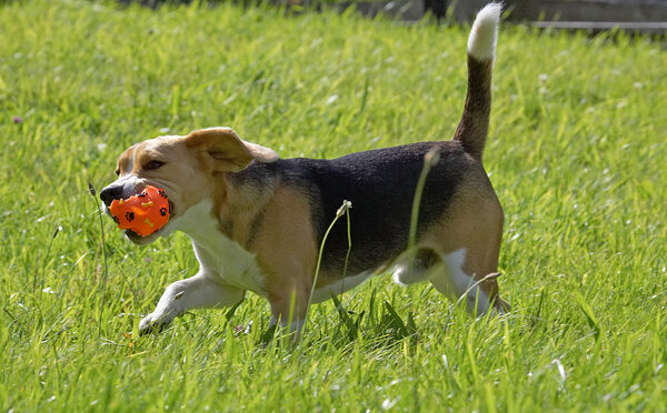 I don't care about it's condition, it's my favourite toy