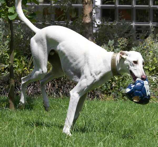Look, I'm pretending to be a wheelbarrow