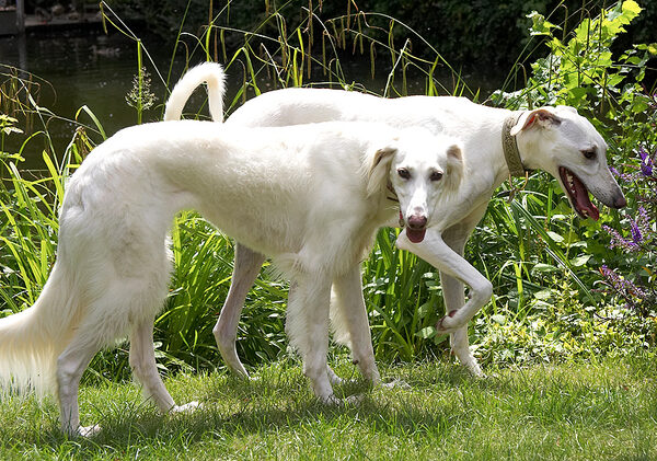 Hunting in a pack!