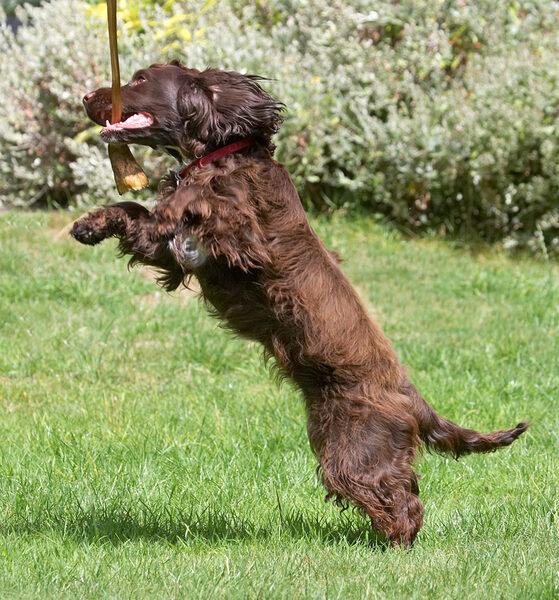 Grrrr, it's mine!