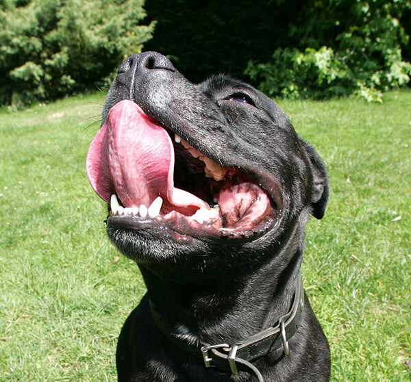 Lennox