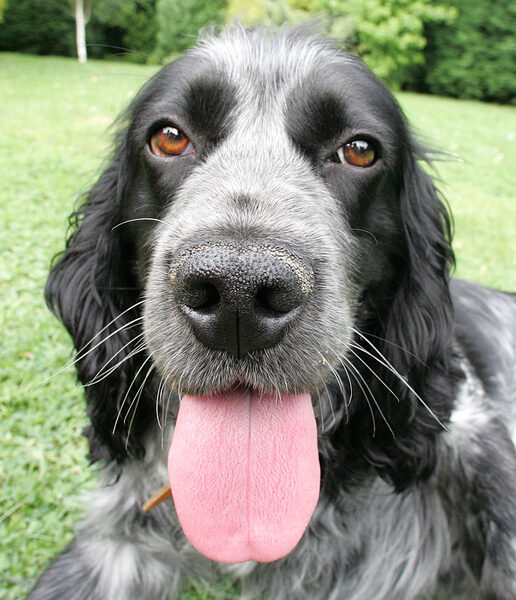 Bracken