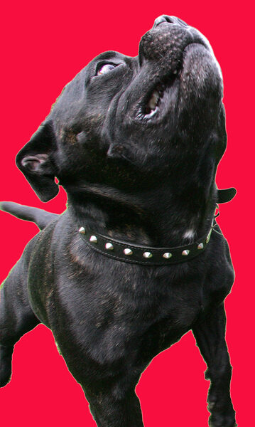 Lennox Looking Up