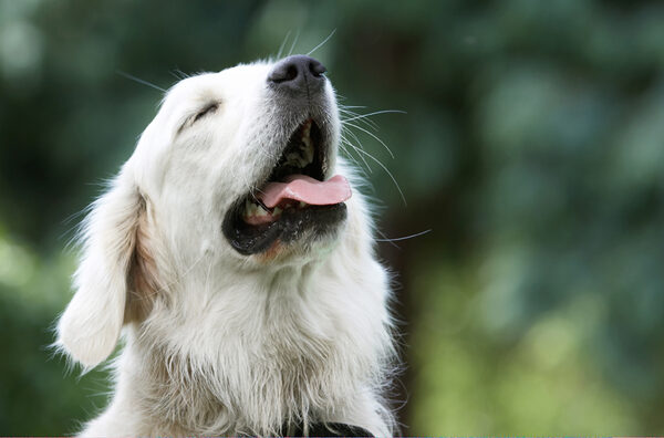 Doggie heaven