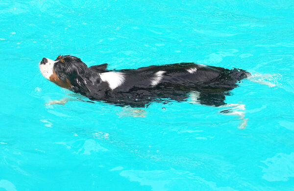 Is it a seal?  No, I'm a dog
