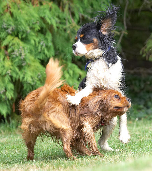 I'm top dog