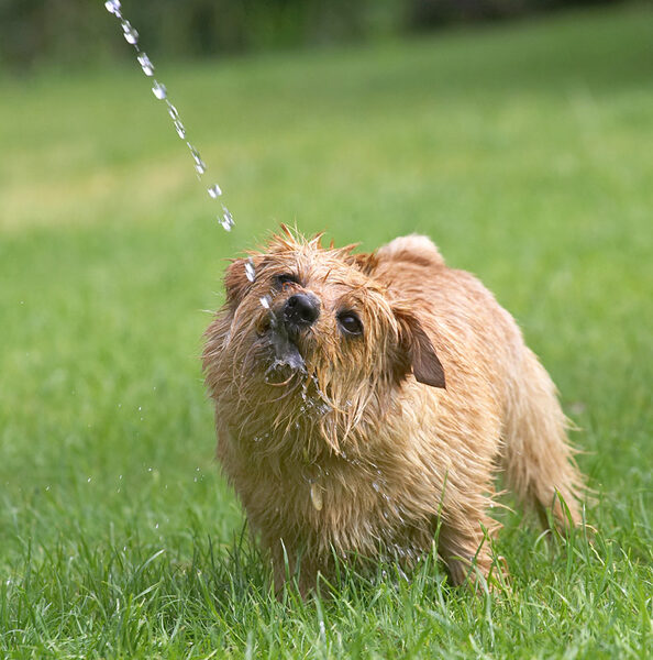 This is the way to cool off on a hot day