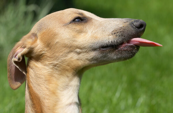 Look, I have a model's neck