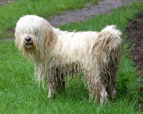 Wanna hear a shaggy dog story...........