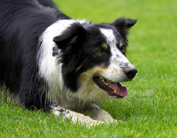 Please throw again