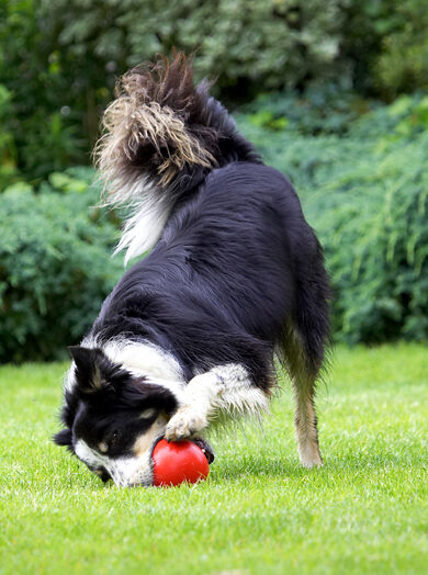 Oh, heck, just let's have a chew