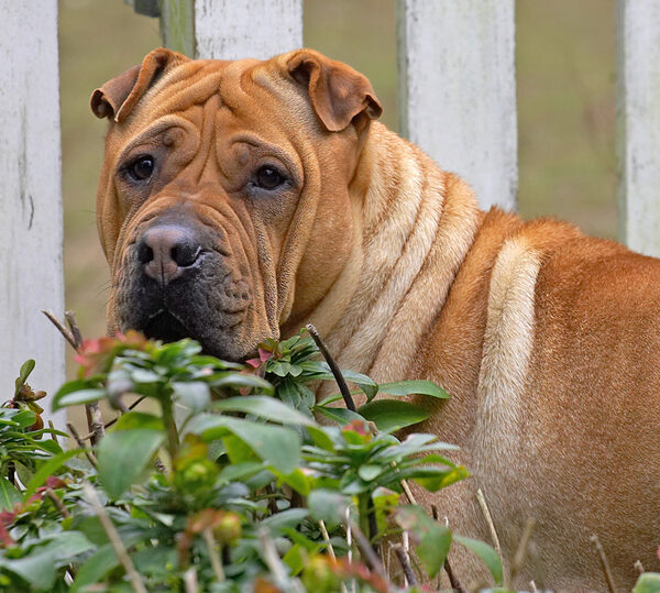 Maxi the watch dog