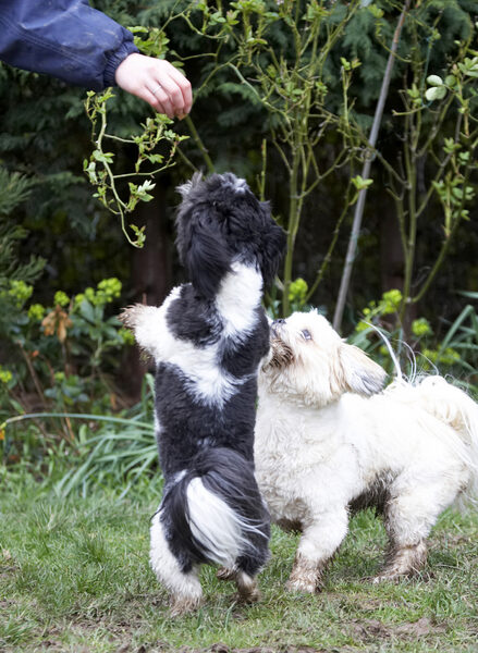 Dog photo