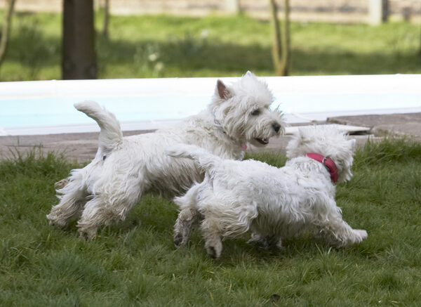 I can beat you .....